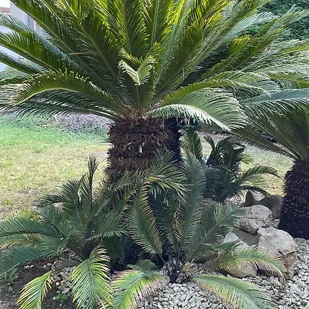 Fenix Villa *